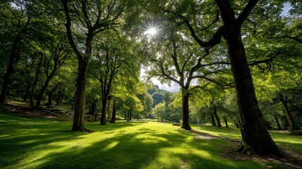 Fototapeta premium Sunlight filtering through lush trees in a park
