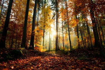 Obraz premium Breathtaking Autumn Forest Scene with Colorful Leaves and Warm Sunlight Filtering Through Trees