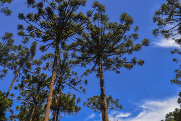 Natural Forest Plantation Trees Wood