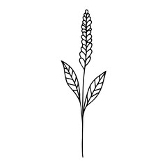 Elegant Botanical Line Art – Dried Flowers Set 03