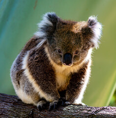 Sitting koala © Tim