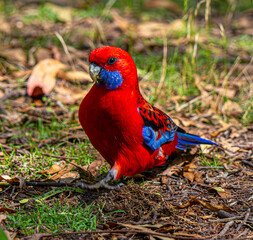 Walking rosella