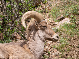 Bighorn Sheep Ovis canadensis