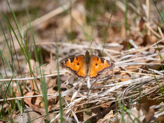 California Tortoiseshell Nymphalis californica