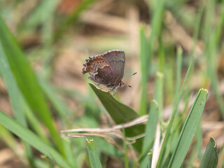 Schryver's Elfin Callophrys mossii schryveri