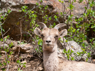 Bighorn Sheep Ovis canadensis