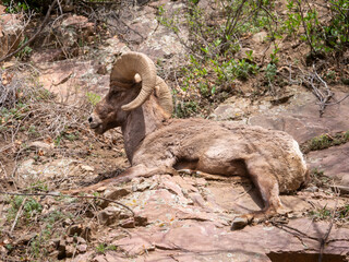 Bighorn Sheep Ovis canadensis
