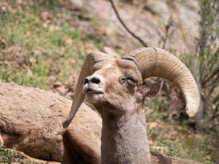 Bighorn Sheep Ovis canadensis