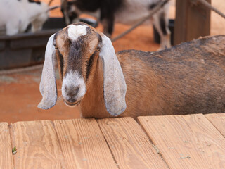 goat with long ears on farm