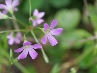 Largeflower Pink-Sorrel Oxalis debilis