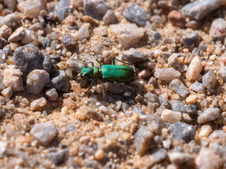 Green Claybank Tiger Beetle Cicindela denverensis