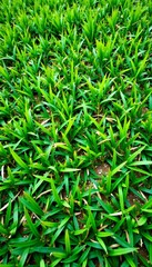 Obraz premium Horizontal and vertical view of grass textured pavement tile, perfect for landscaping, tile, landscaping, grass