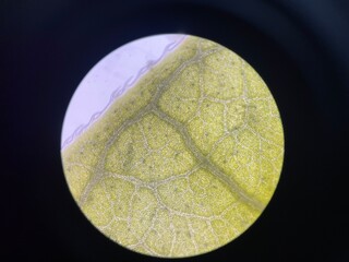 Plants cell find with microscope.