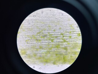 Plants cell find with microscope.