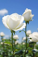 Beautiful White Roses Blooming in Garden Under Blue Sky