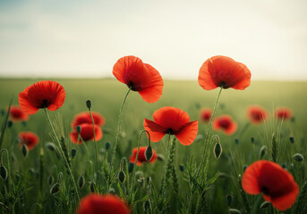 Fototapeta premium Red poppy flowers in a field under a clear blue sky.