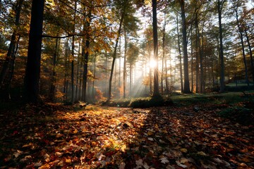 Obraz premium Serene Autumn Forest Scene with Colorful Leaves and Gentle Light Filtered Through Tall Trees