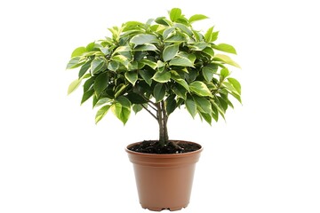 An elegant potted decorative plant, suitable for a corner of the house with a combination of natural beauty and modern decor
