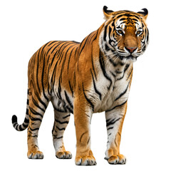 Naklejka premium tiger isolated on white background