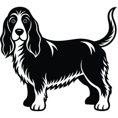 Basset fauve de bretagne