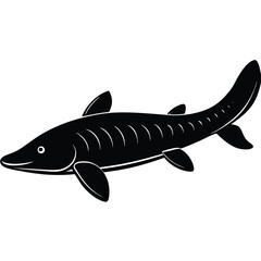 beluga sturgeon  vector