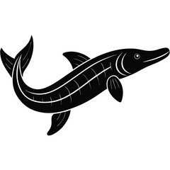 beluga sturgeon  vector