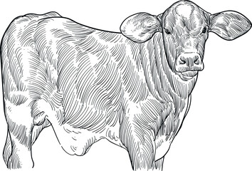 hand drawn artwork sketch of Santa Gertrudis calf