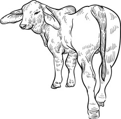 hand drawn artwork sketch of red Brahman cattle