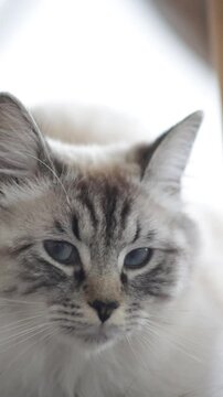 Gato domestico de aspecto siames o point red