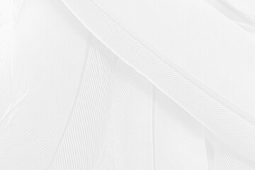 Gray white feather wooly pattern texture background