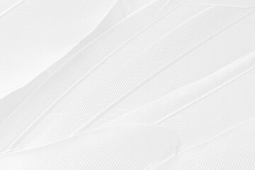 Gray white feather wooly pattern texture background