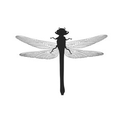 Dragonfly vector illustration in cartoon flat style. Beautiful realistic single insect drawing, perfect for educational and scientific projects, entomology, biology content, infographic nature