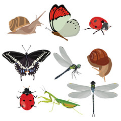 Insects collection set vector illustration in cartoon flat style design. Butterfly, ladybug, praying mantis, snail, dragonfly animals perfect for educational and scientific projects, entomology