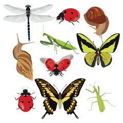 Insects collection set vector illustration in cartoon flat style design. Butterfly, ladybug, praying mantis, snail, dragonfly animals perfect for educational and scientific projects, entomology