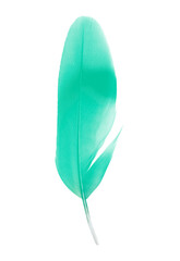 Beautiful green colors tone  feather isolated on white  background,trends color