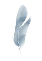 Beautiful white gray ,baby blue colors tone feather isolated on white background