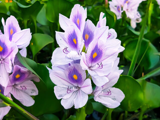 Water hyacinth flower bloom in a pond.