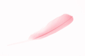 Beautiful  pink feather isolated pastel on white background 