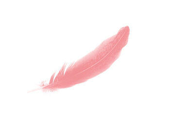 Beautiful  pink feather isolated pastel on white background 