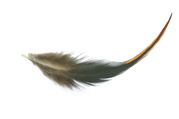 black feather on white background