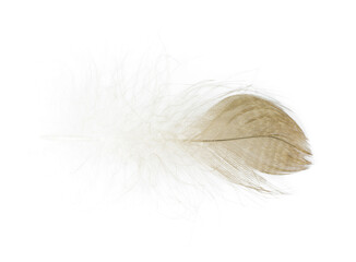 Beautiful eagle feather isolated on white background 