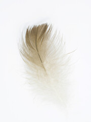 Beautiful eagle macaw parrot feather bird isolated on white background 