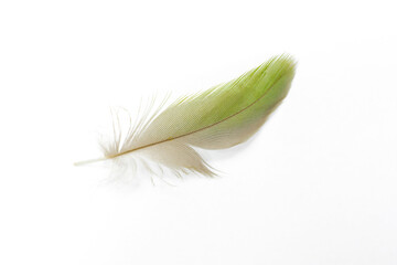 Beautiful macaw parrot feather bird isolated on white background 