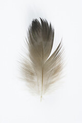 Beautiful eagle feather isolated on white background