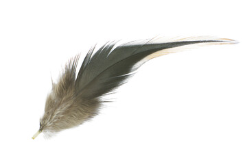 Beautiful eagle macaw parrot feather bird isolated on white background 