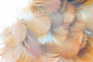 eagle feather texture pattern for background