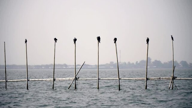 Christmas frigatebird perches on a traditional fish trap in Jakarta Bay, blending endangered wildlife with Indonesia&rsquo;s coastal traditions under soft natural light.