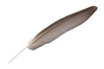Beautiful feather isolated on white background with clipping path