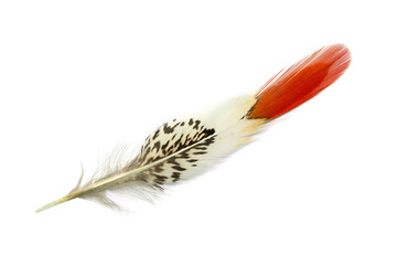 Beautiful pheasant feather isolated on white background