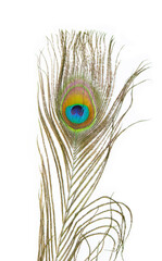 Beautiful peacock  feather isolated on white background